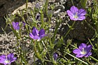 Legousia pentagonica