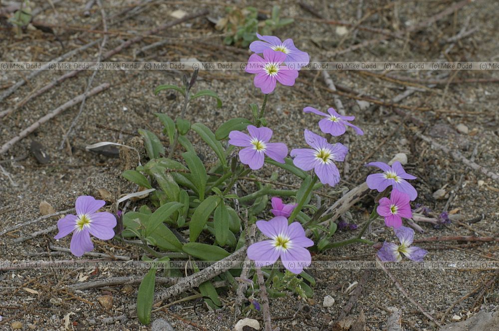 Malcomia maritima