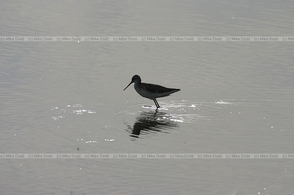Marsh sandpiper