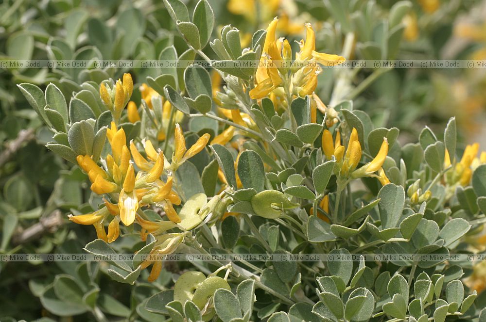 Medicago arborea
