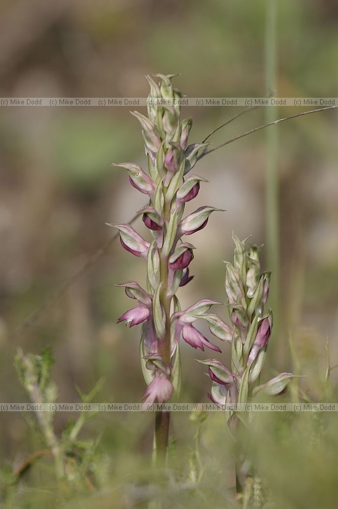 Orchis sancta