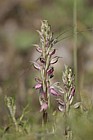 Orchis sancta