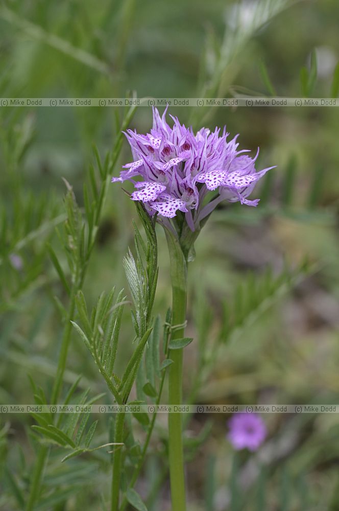 Orchis tridentata
