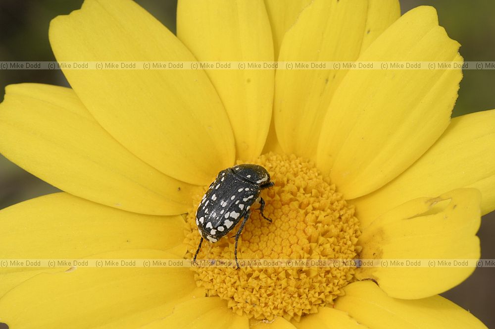 Oxythyrea funesta