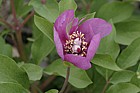 Paeonia mascula