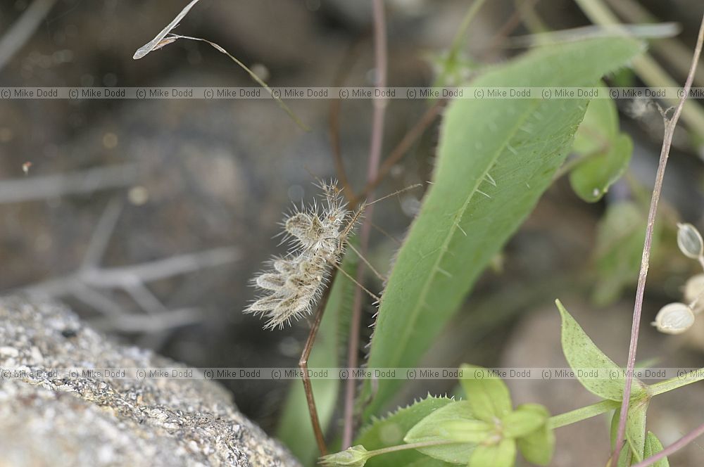 Philomorpha laciniata