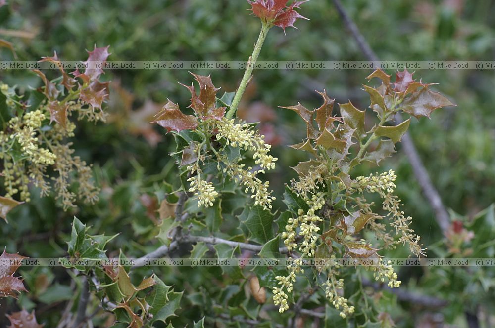Quercus coccifera