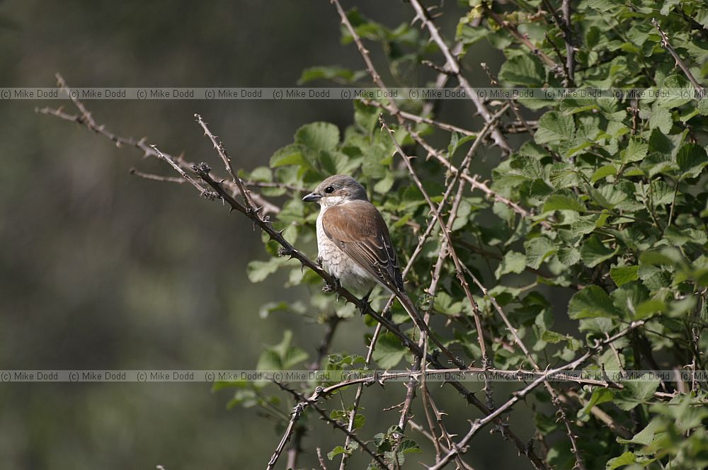 Red backed shrike