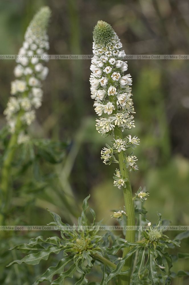 Reseda alba