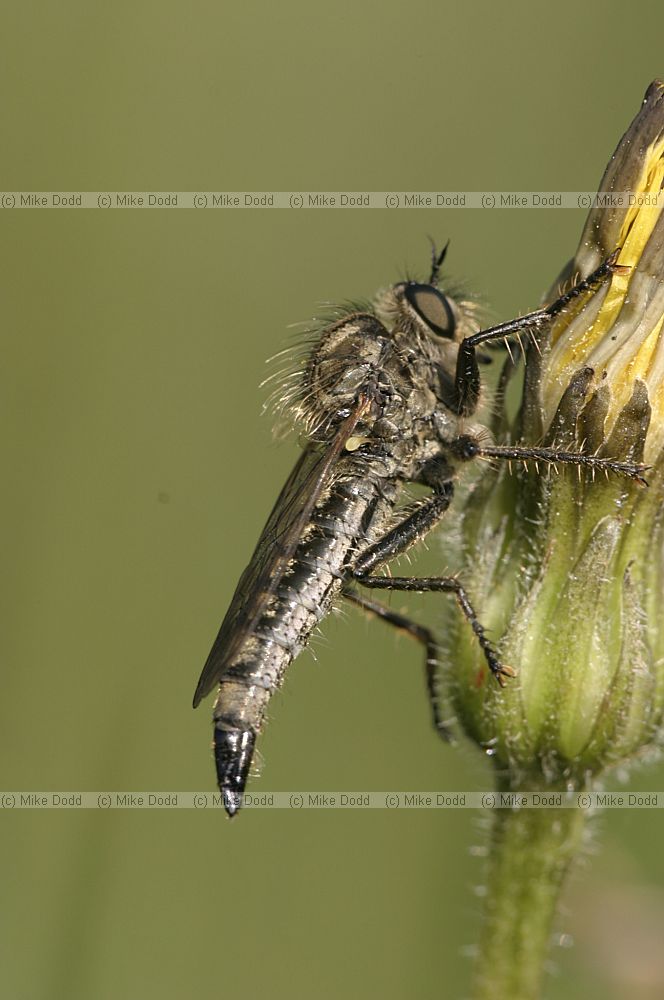 Robber fly