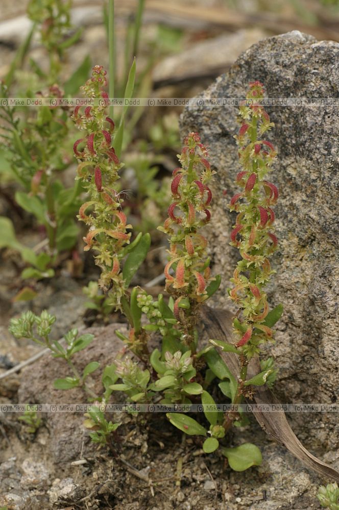 Rumex bucephalphorus