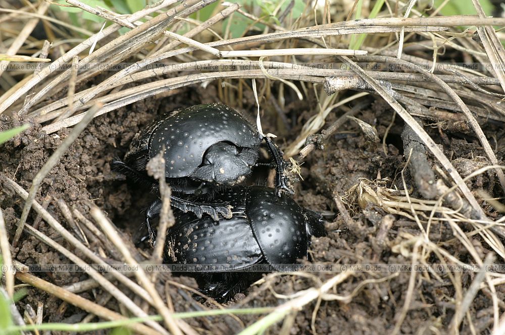 Scarabaeus dung beetles