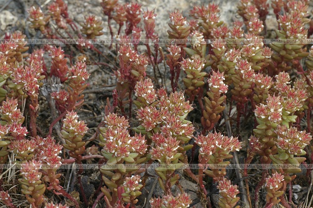 Sedum sp.
