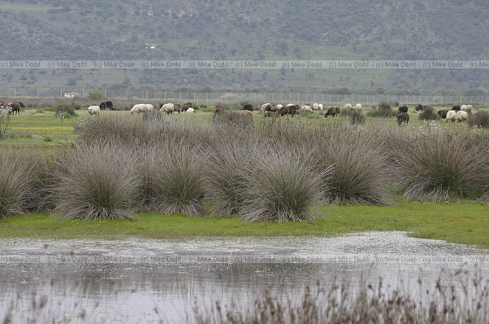 Sheep in sheep field