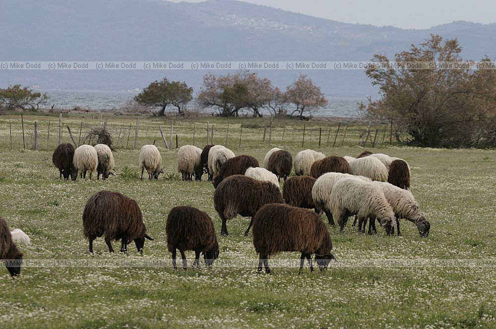 Sheep in sheep field