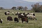 Sheep in sheep field