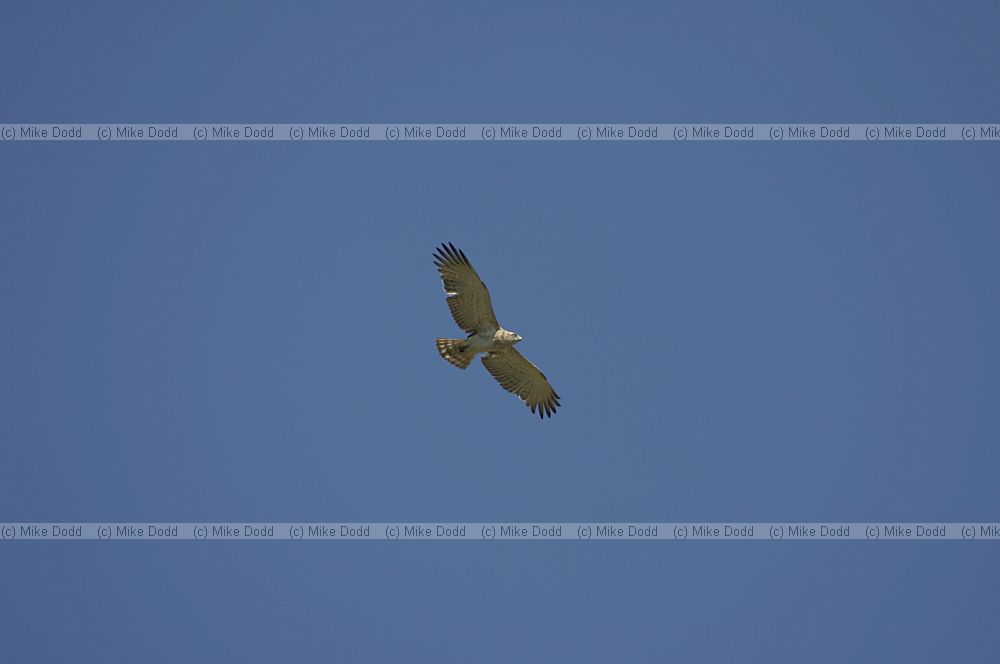 Short toed eagle