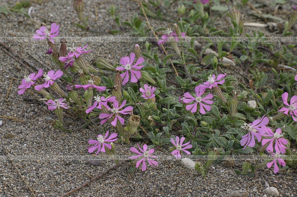 Silene colorata