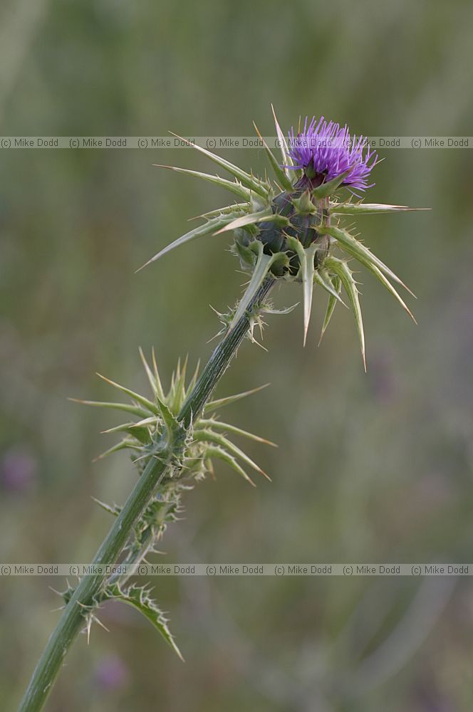 Silybum marianum