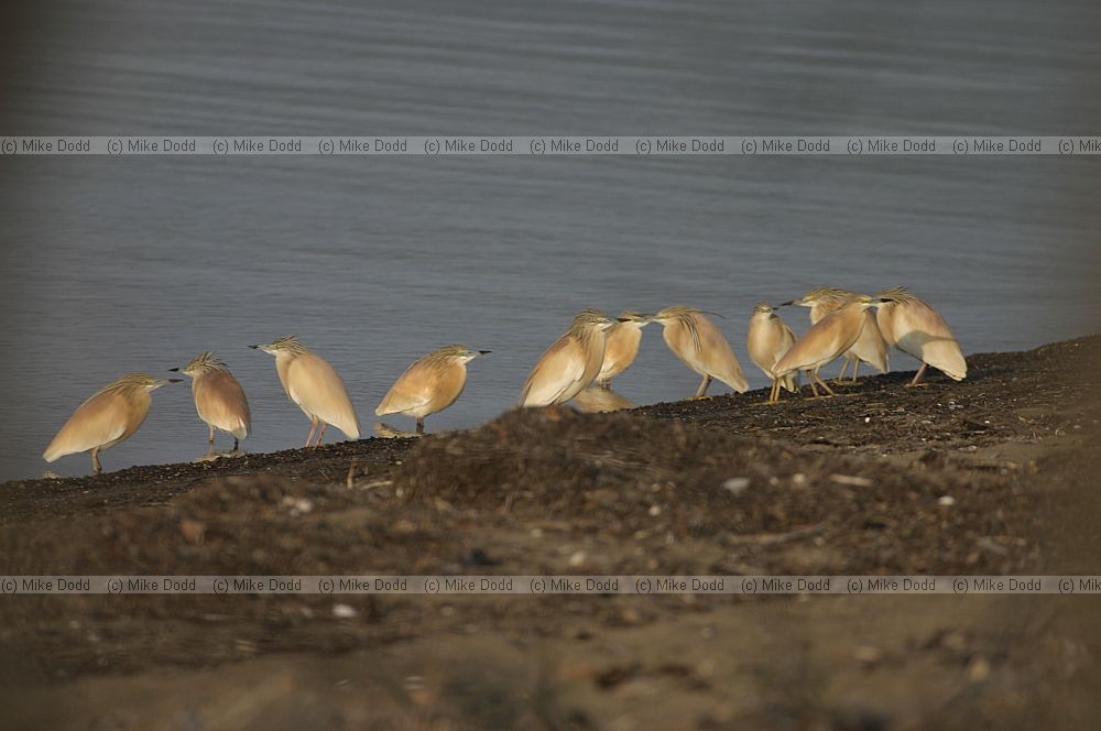 Squacco herons
