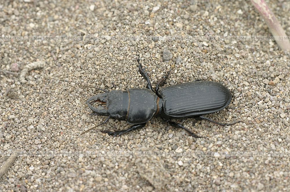 Stag beetle