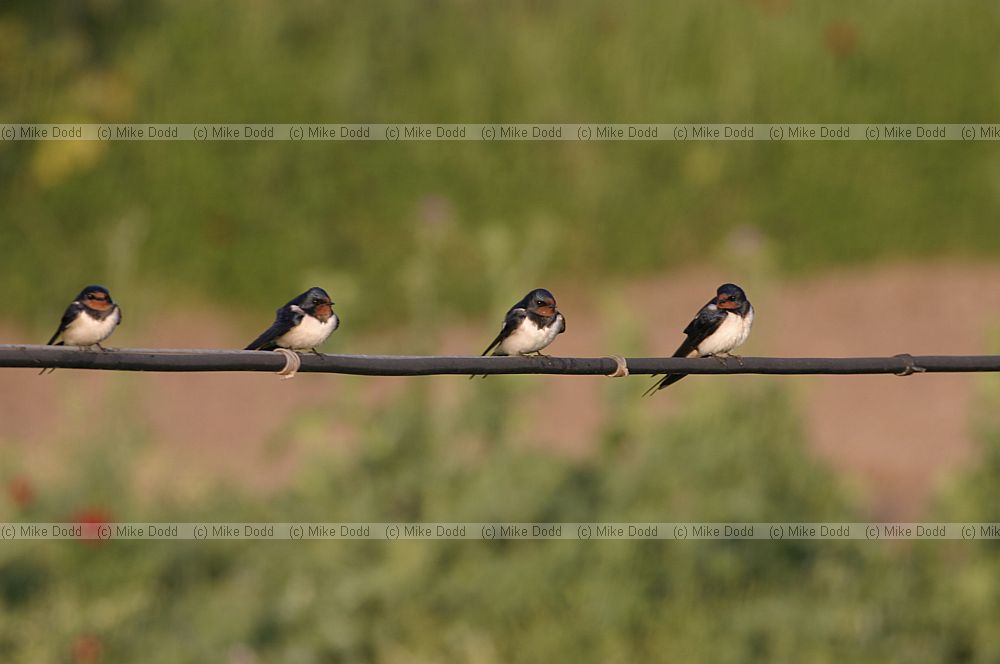 Swallows