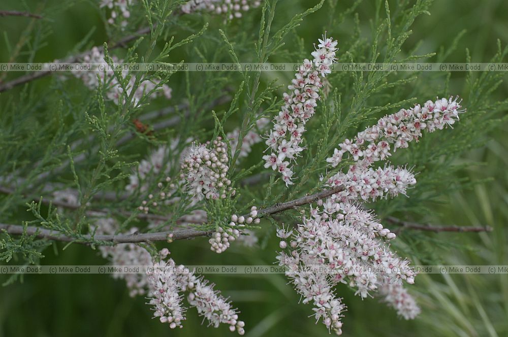 Tamarix sp.