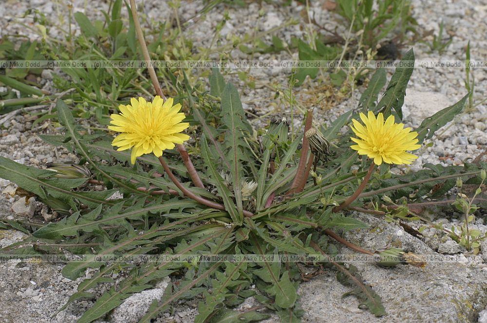 Taraxacum