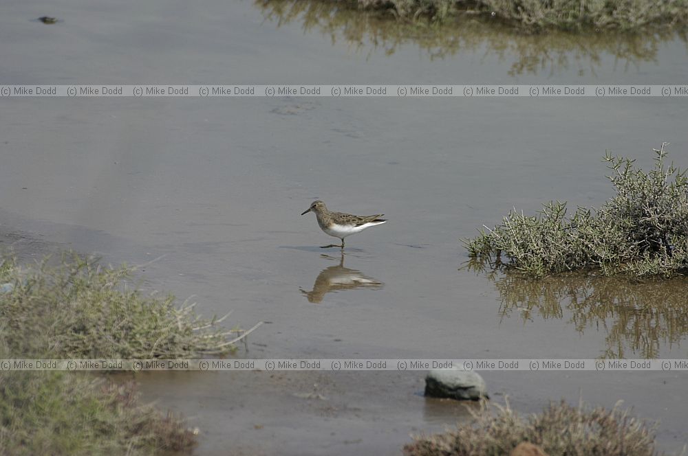 Temmincks stint