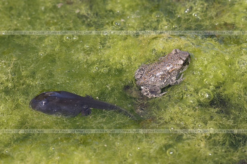 Toadlet and tadpole