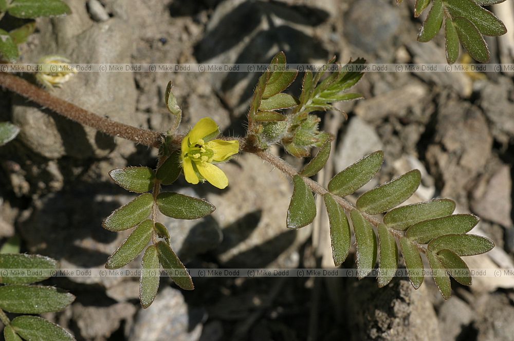 Tribulus terrestris