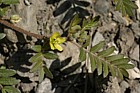 Tribulus terrestris