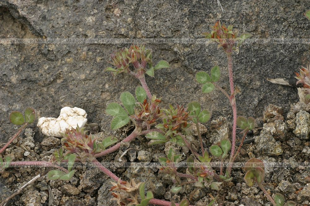 Trifolium sp.