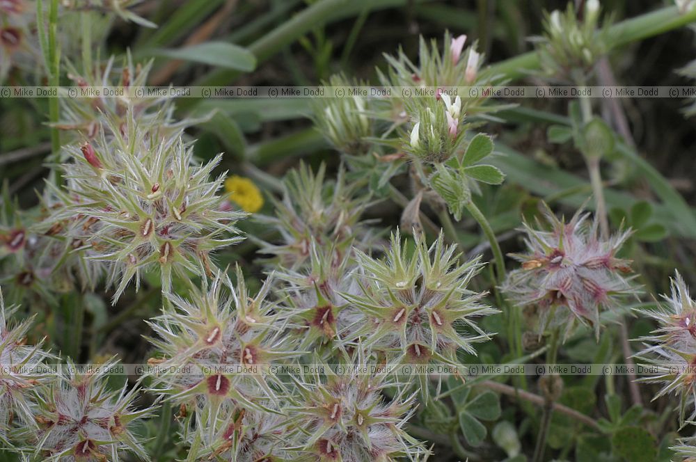 Trifolium stellatum