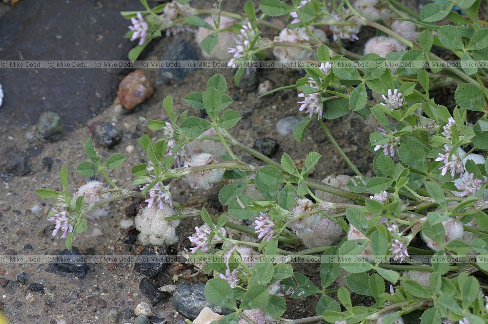 Trifolium tomentosum