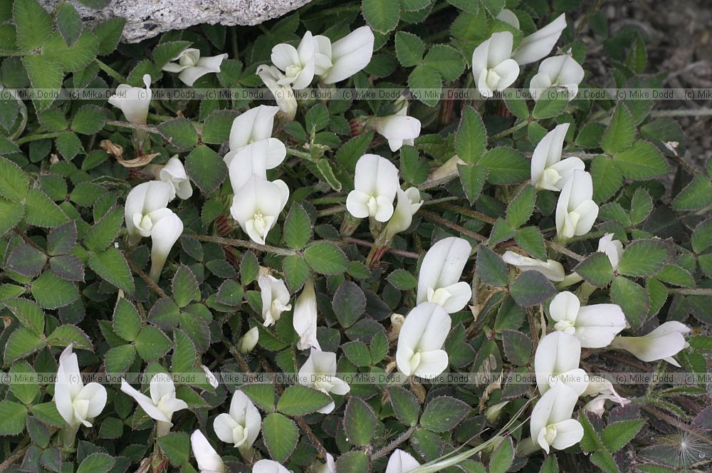 Trifolium uniflorum