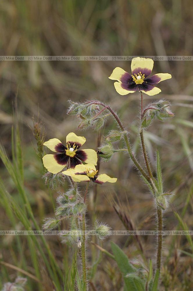 Tuberaria guttata