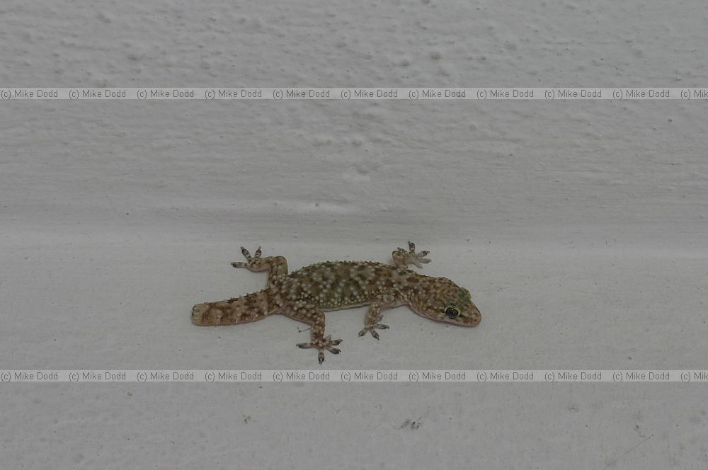 Turkish geko