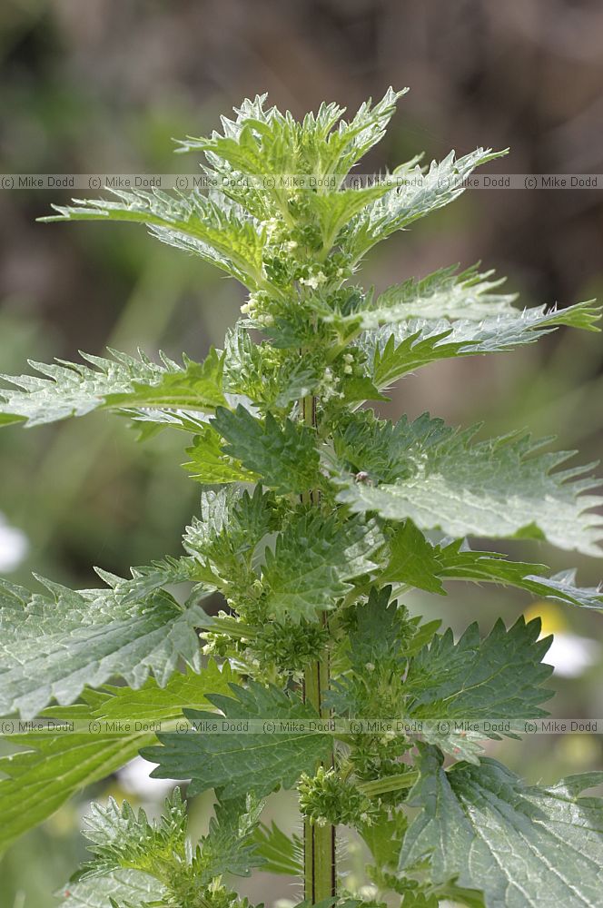 Urtica urens