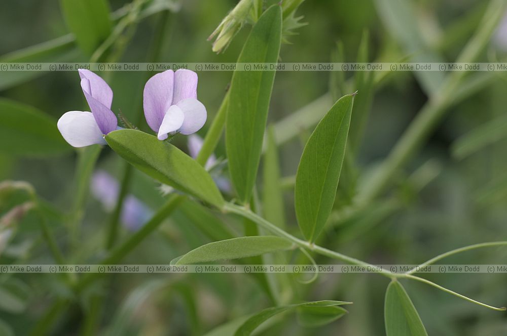 Vicia bithynica