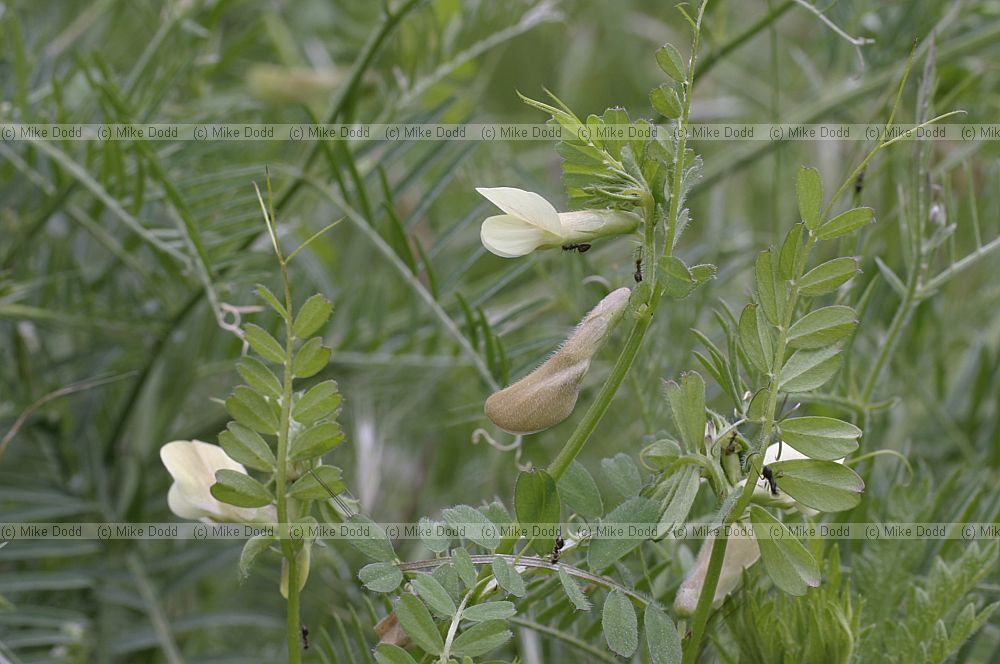 Vicia hybrida