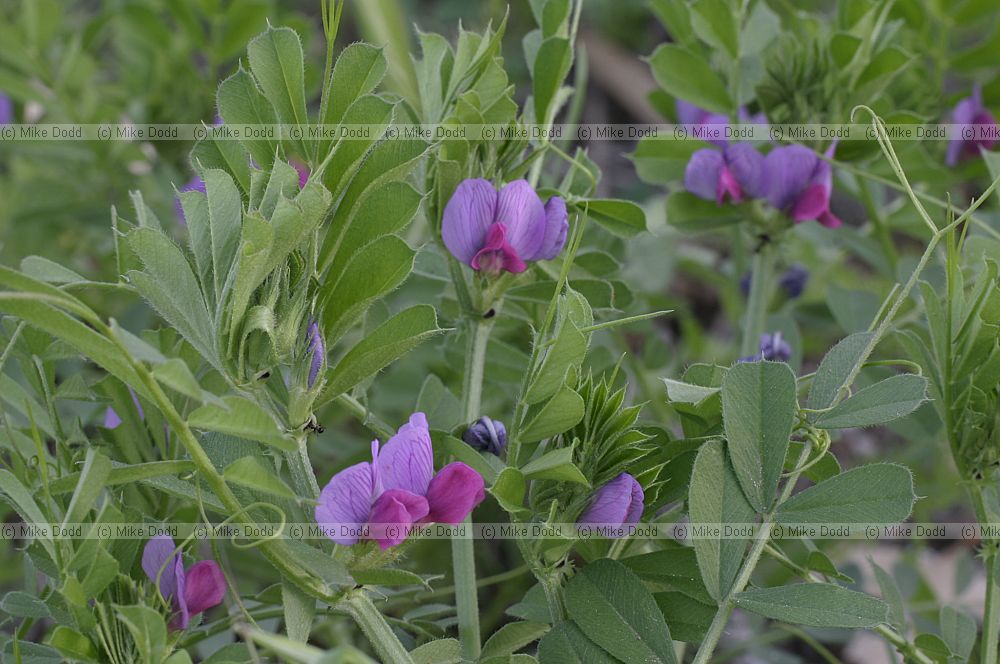 Vicia sativa