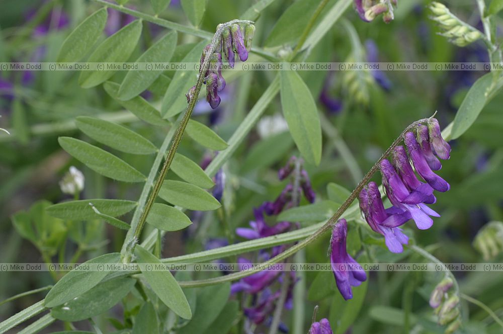Vicia villosa