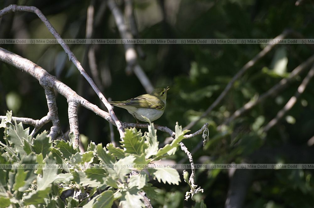 Wood warbler