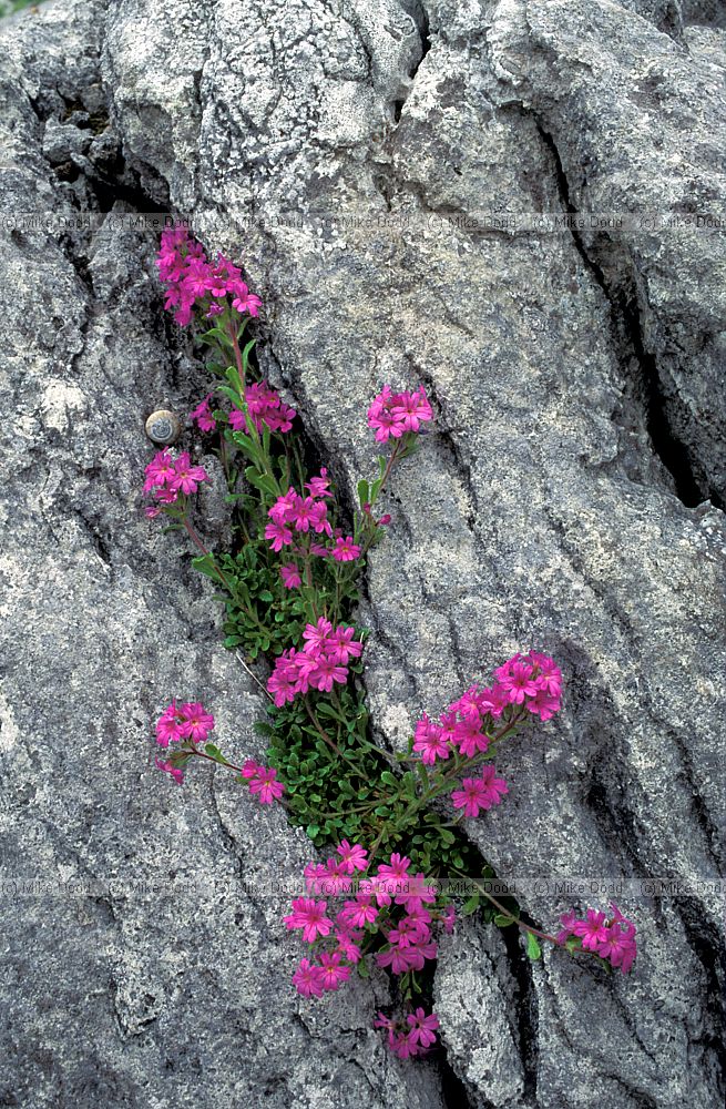Erinis alpinus Fairy Foxglove in limestone rock the Burren