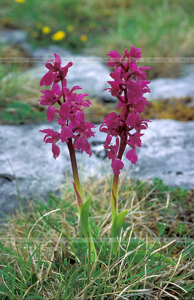Orchis mascula early purple orchid the Burren