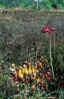 Sarracenia purpurea pitcher plant in bog central Ireland