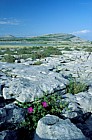 Turlough and limestone pavement the Burren