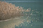 Reeds near Tremp