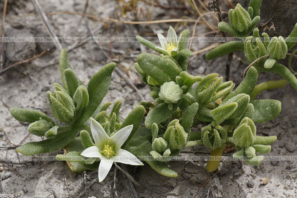Aizoon hispanicum